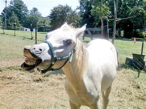 funny horse pics|stupid horse picture.